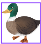 Duck